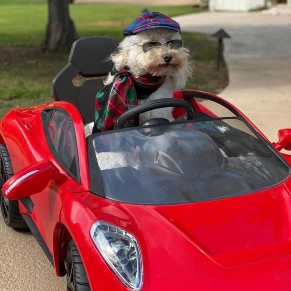 ⭐️Posh Ambassador II ⭐️ - Picture 15 of 16